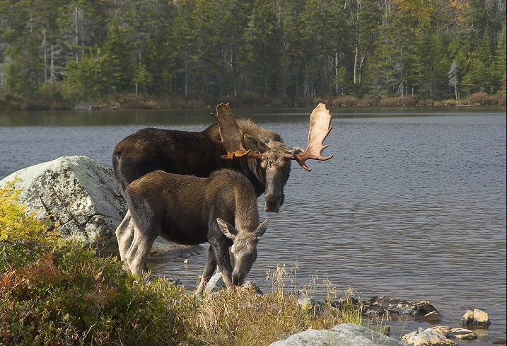 Maine Hunters Advised how to Take Care Of Your Moose During Hunts