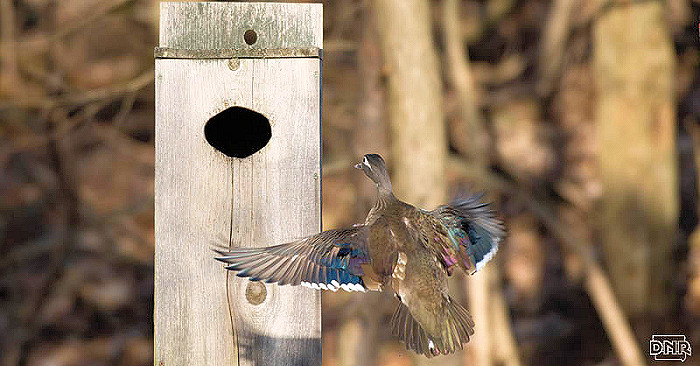 Build Your Own Simple Nest Box for Ducks 