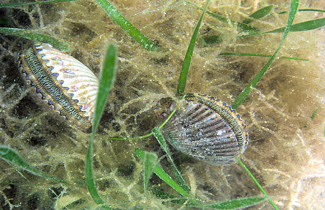 Florida 2018 Bay Scallop Season Opens June 16 in Two Counties