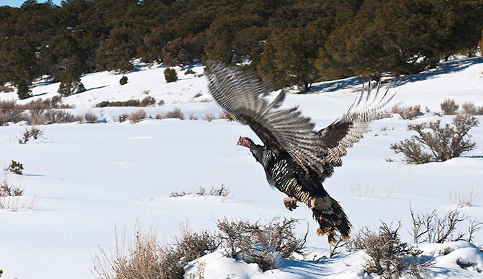 Wyoming Turkey Hunters May Want to Delay Hunt in the Black Hills