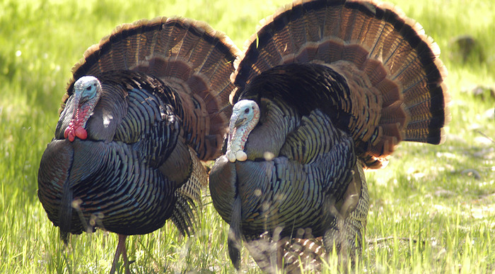 Deadline to Apply for Idaho 2018 Controlled Spring Turkey Hunts is March 1