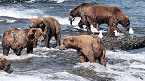 Deadline for Alaska 2019 Bear Viewing Permits on Mcneil River is March 1
