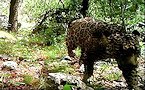 Arizona jaguar sighting