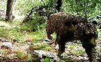 Arizona jaguar sighting