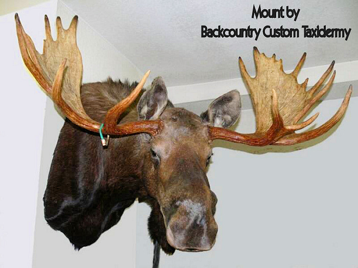 Taxidermist Tips For Better Trophies