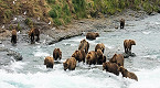 Alaska bear viewing