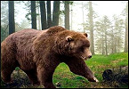 Alaska Bear Hunting Regulation Changes Are NOT Extreme