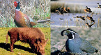 California SHARE Program to Offer Wild Pig, Waterfowl and Upland Bird Hunts this Fall