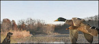 Tennessee Proposed 2018-19 Waterfowl Hunting Regulations