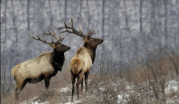 Western States with 2019 Over-the-Counter Elk Tags