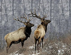 Western States with 2019 Over-the-Counter Elk Tags