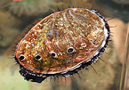 California abalone fishing