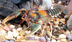 Iowa Enacts New Crayfish Harvest Regulation on Storm Lake
