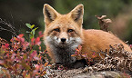 Rabid Foxes Confirmed in San Miguel County, NM