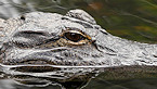 Alligator Hunting 101