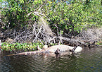 dead gator