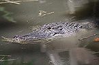 alligator