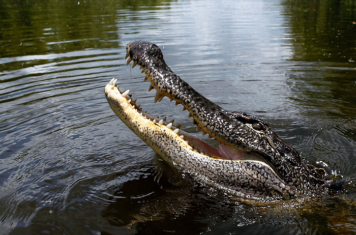 LWFC 2020 Applications for Alligator Hunting Available Mid May