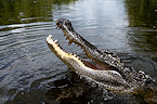 LWFC 2020 Applications for Alligator Hunting Available Mid May