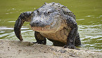Apply for Arkansas 2018 Alligator Hunting Permit by June 30
