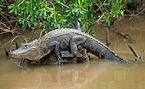 LDWF Accepting Bids for 2019 Alligator Hunting