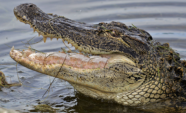 Apply Online for South Carolina 2020 Alligator Hunting Tags