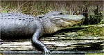 alligator