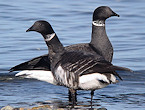 pair of Brant geese