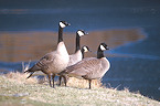 Wisconsin Canada Goose Hunts Open Sept 16