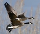 Canada geese in flight