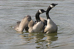 New York 2019 Early Canada Goose Season gets Underway