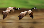 North Dakota 2017 Early Canada Goose Season Opens Aug 15