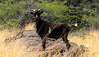 Hawaii Goat Hunting Opportunity in the Napali Coast State Wilderness Park