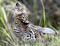 Indiana Considers Adding Ruffed Grouse to States Endangered Species List