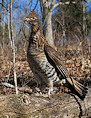 Ruffled Grouse