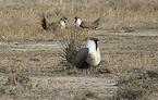 sage grouse strutting
