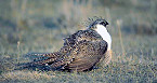 Oregon 2019 Sage-Grouse Hunt Applications Due by Aug 19