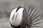 Washington to Consider Keeping Greater Sage-Grouse on State’s Threatened Species List 