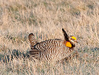Apply for Minnesota 2018 Prairie Chicken Hunt Lottery by Aug 17