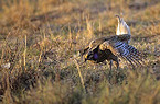 Sharp-tailed grouse