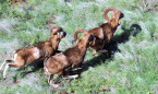 Apply for Hawaii 2019 Lanai Mouflon Sheep Hunting by April 26