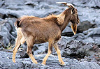 Apply by April 12 for Hawaii 2019 Wild Goat Hunting on Kauai