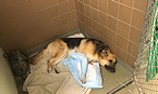 Hero shepherd takes snake bites saves 7yr old