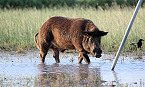 Arkansas Governor Signs Legislation to Boost Feral Hog Control