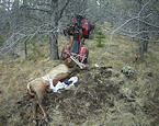 Hunter impaled by elk antlers in accident with ATV