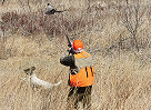 Minnesota Pheasant Hunters Should Have Good Opportunities During the Late Season