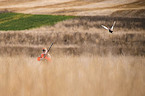 Minnesota Hunters Asked to Report Banded Roosters
