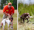 Hunting Dog training