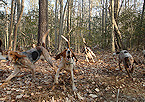 pack of hunting dogs on the sent