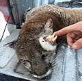 Idaho Hunter Shoots Mountain Lion with Strange Deformity